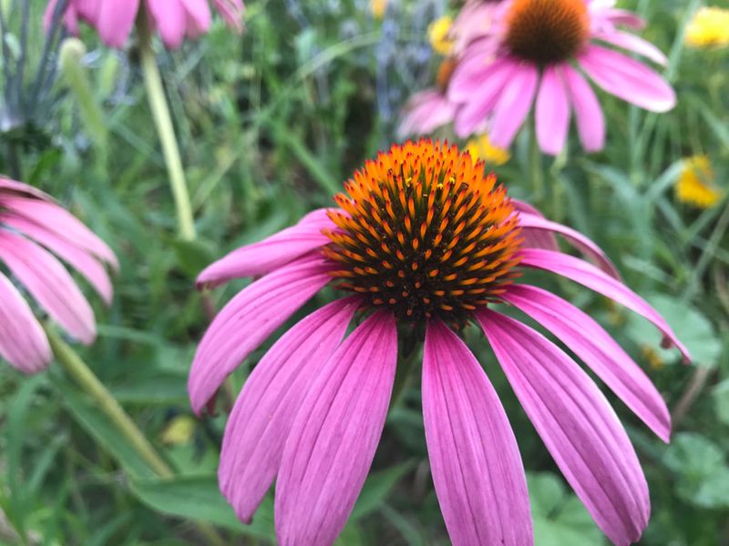 Echinacea (Coneflower)