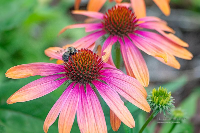 Echinacea (Coneflower)