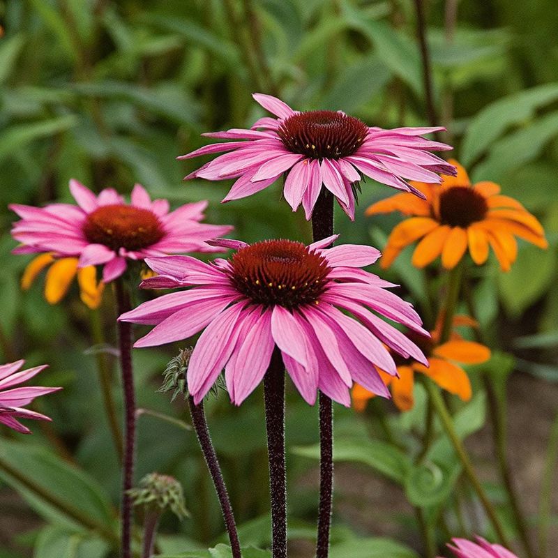 Echinacea purpurea (Coneflower)