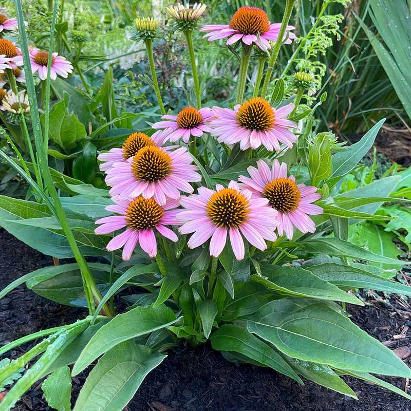 Echinacea