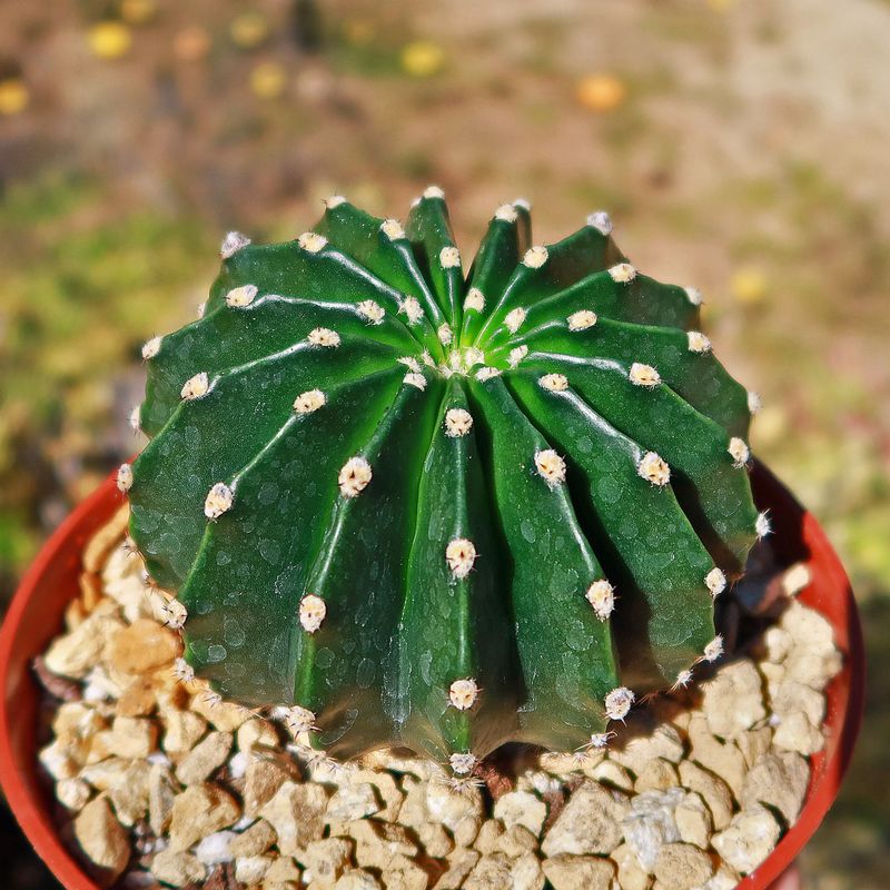 Echinopsis