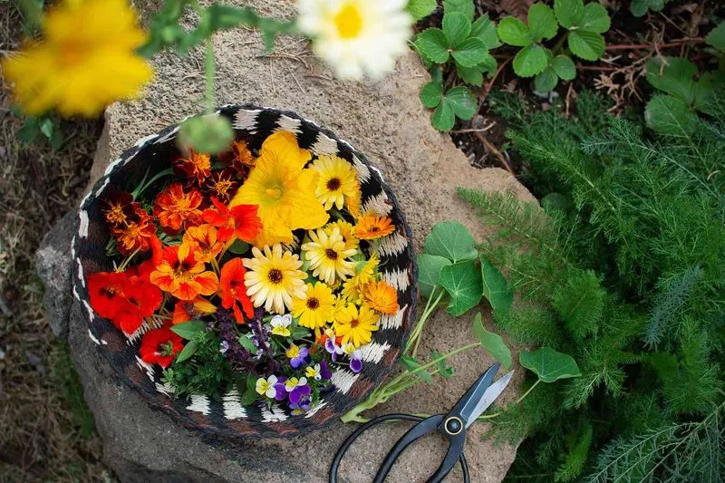 Edible Flower Cultivation