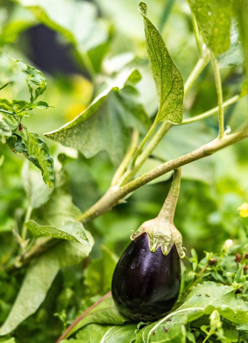 Eggplant