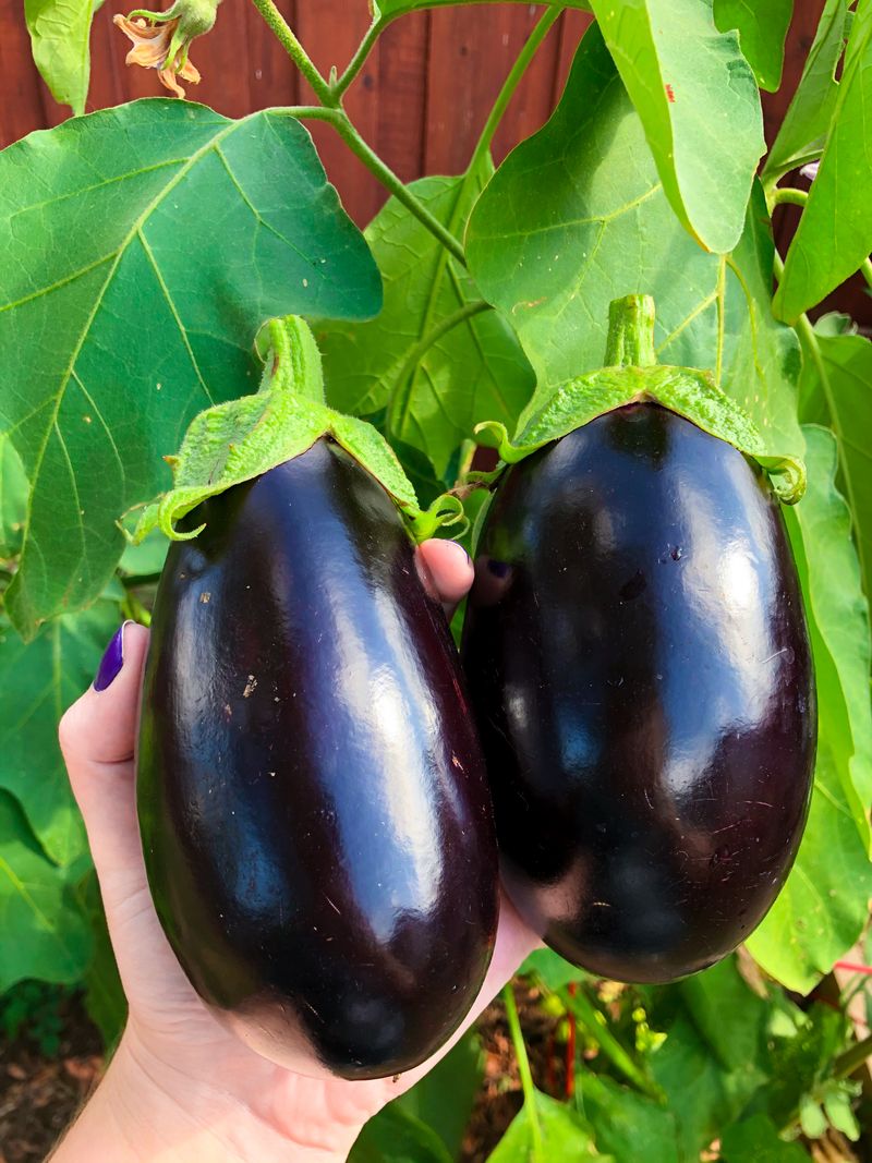 Eggplants