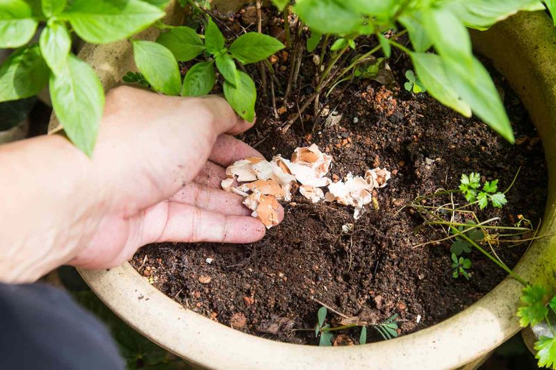 Eggshells As Miracle Fertilizer