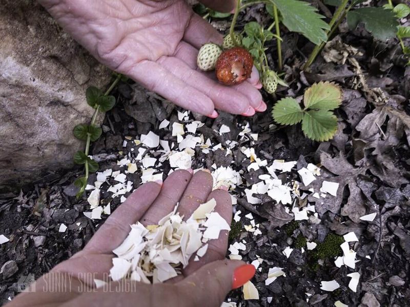 Eggshells Deter Slugs