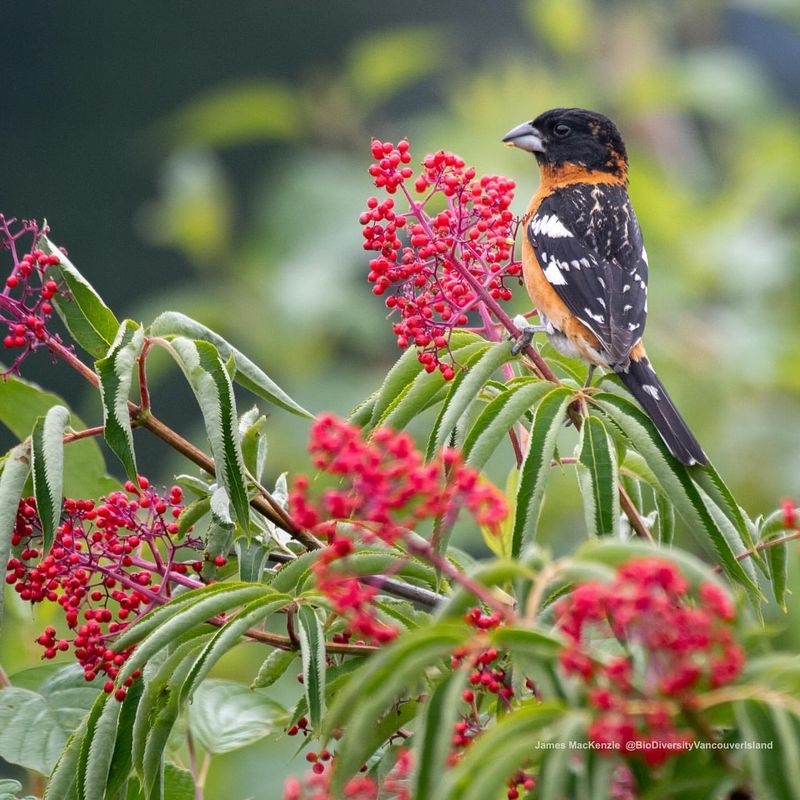 Elderberry