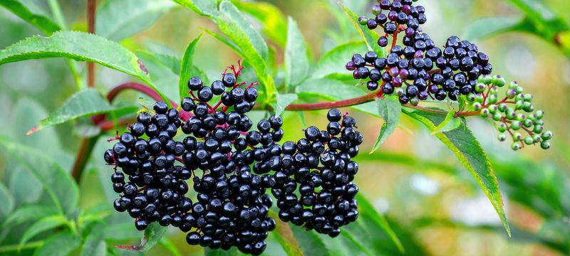 Elderberry