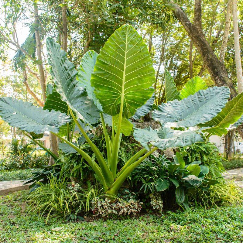 Elephant Ears