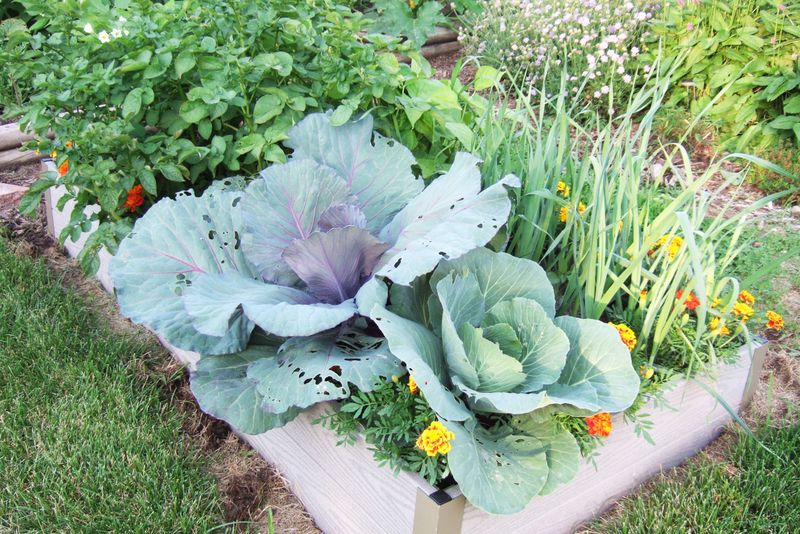 Embrace Companion Planting