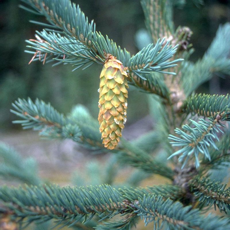 Engelmann Spruce