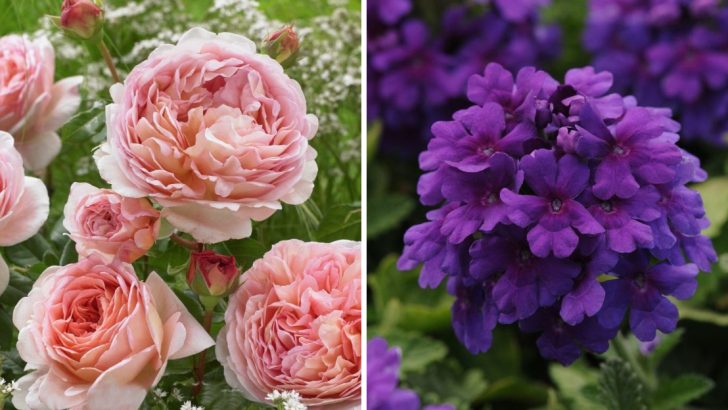 The Best 21 English Cottage Garden Flowers for a Timeless Floral Display