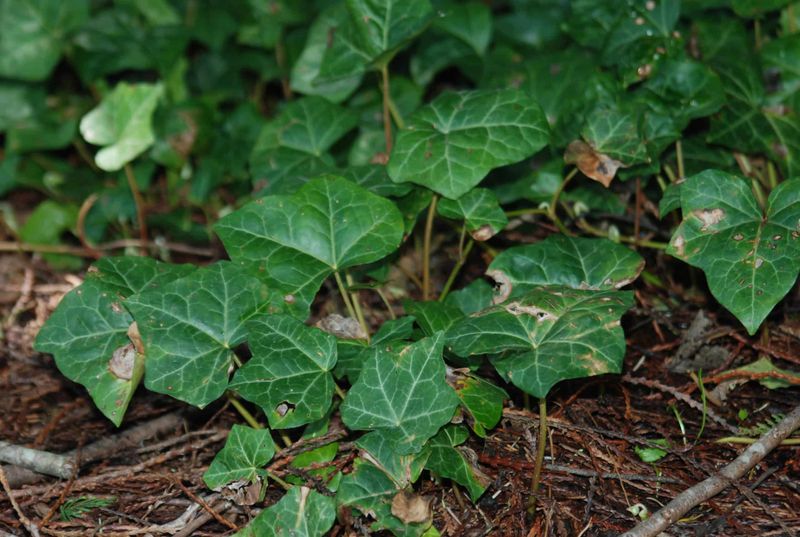 English Ivy