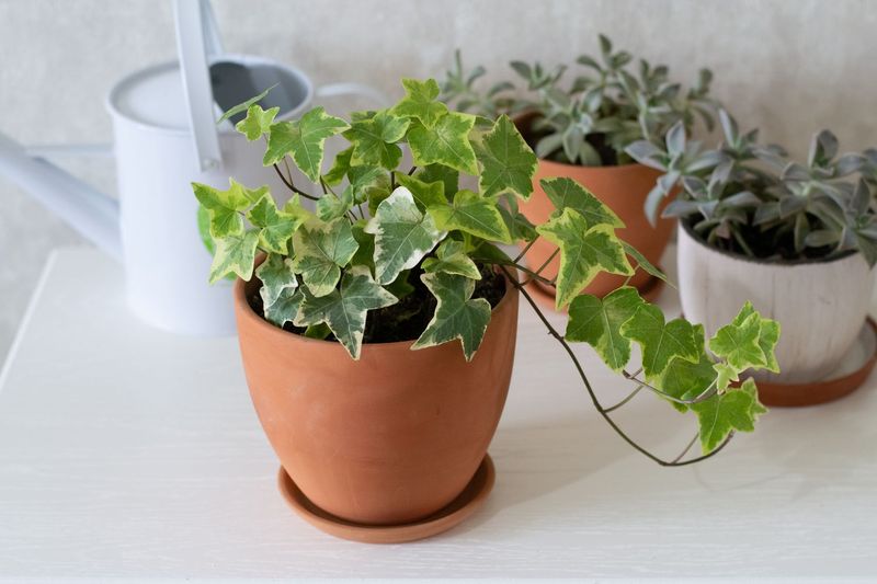 English Ivy (Hedera helix)