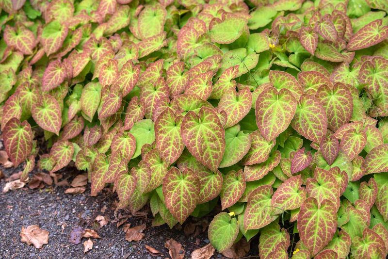 Epimedium