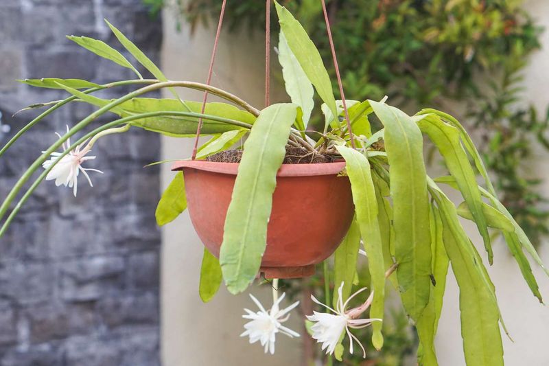 Epiphyllum (Orchid Cactus)