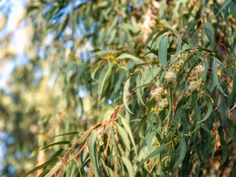 Eucalyptus