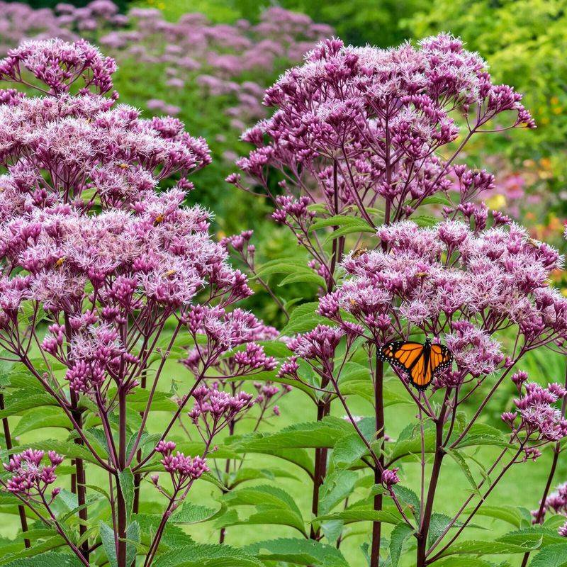 Eupatorium