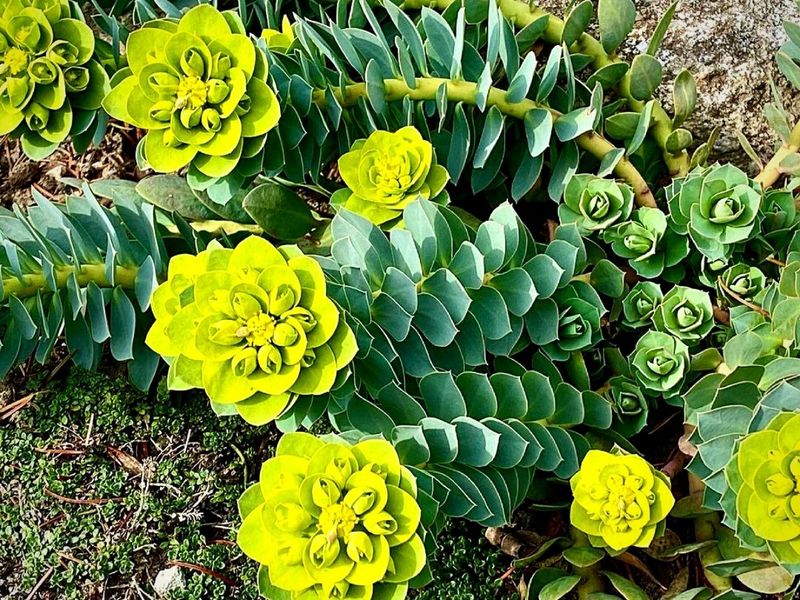 Euphorbia