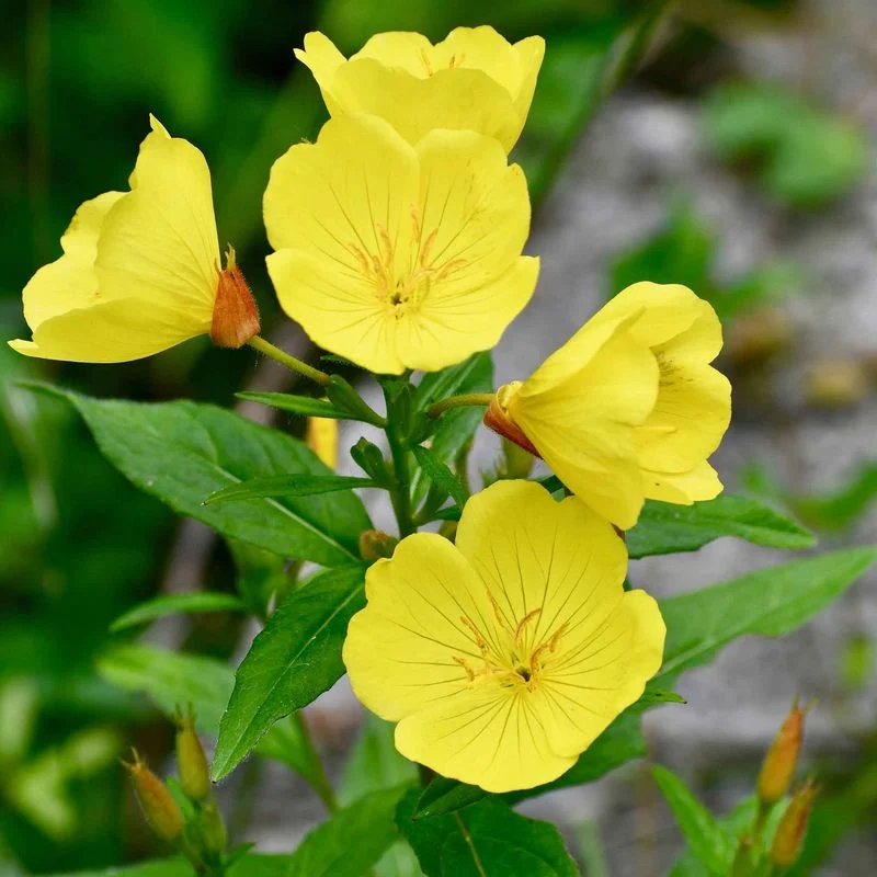 Evening Primrose