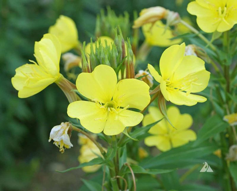 Evening Primrose