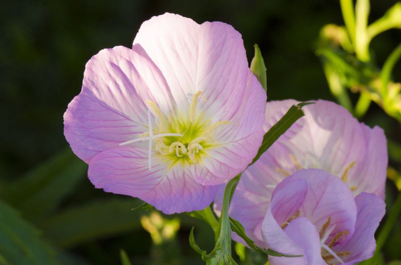 Evening Primrose