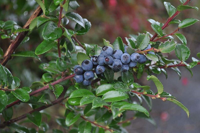 Evergreen Huckleberry