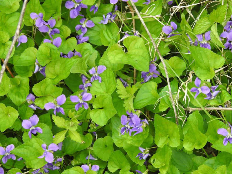 Evergreen Violet