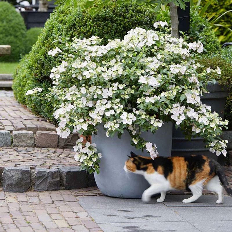 Fairytrail Bride Cascade Hydrangea