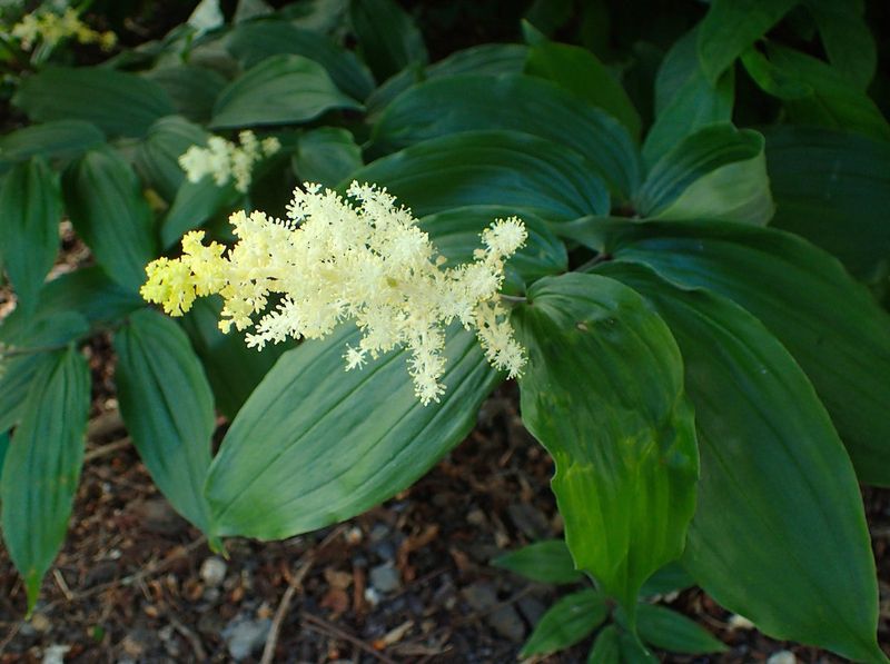 False Solomon's Seal