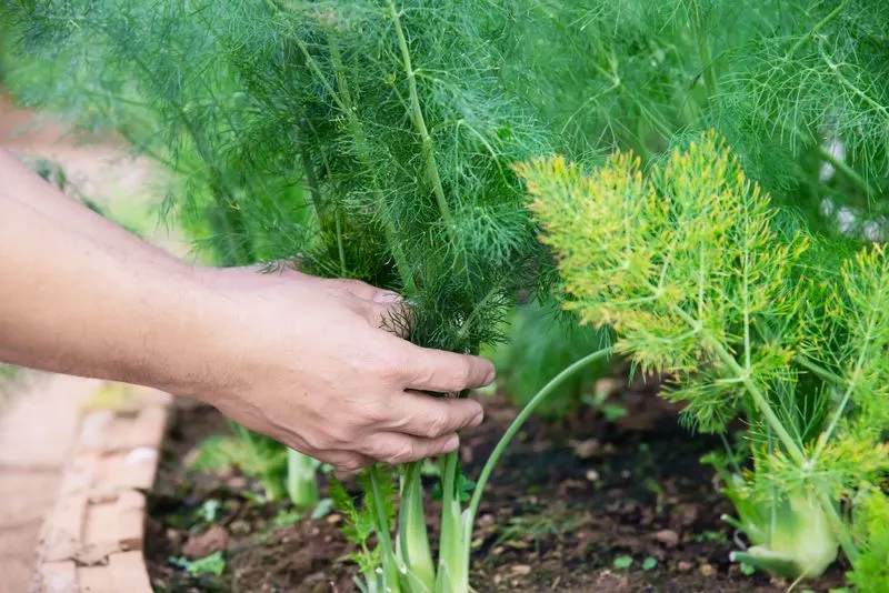 Fennel