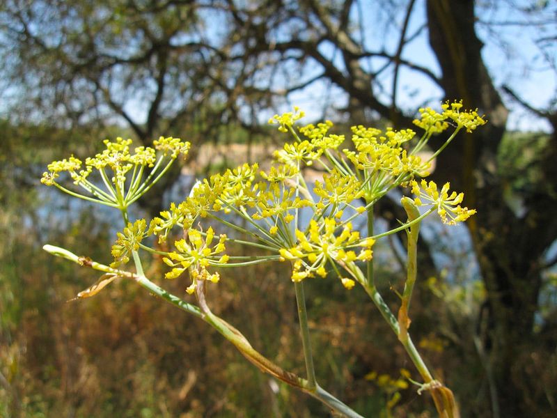 Fennel