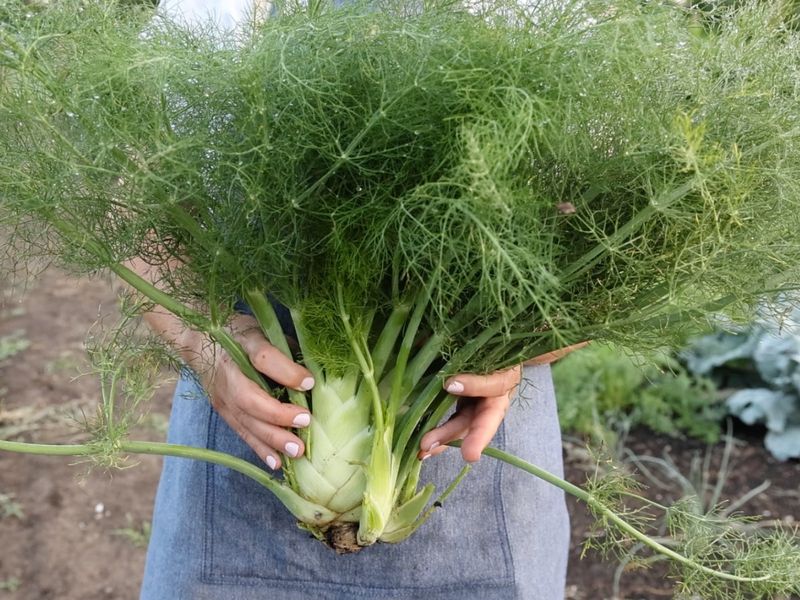 Fennel