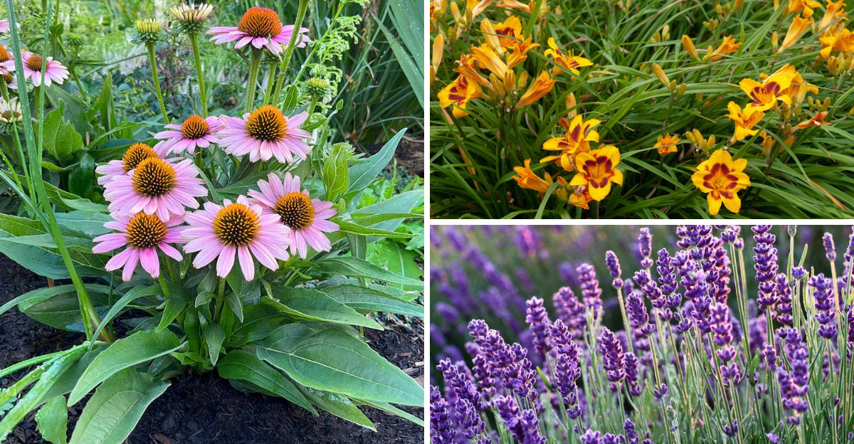 Fertilizer-Free Gardening 20 Plants That Thrive on Their Own