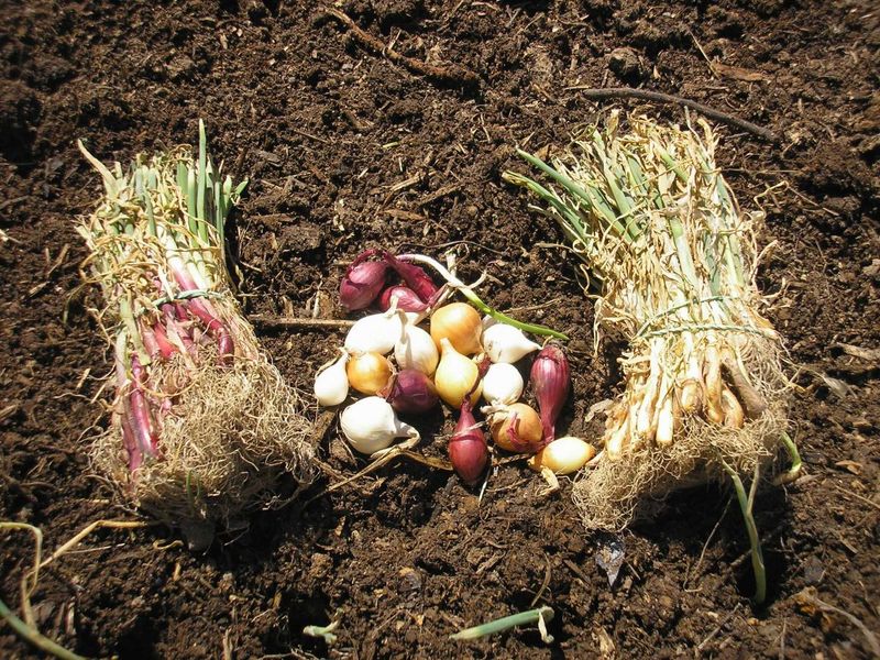 Fertilizing Onion Plants