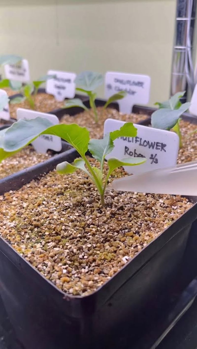 Fertilizing Seedlings