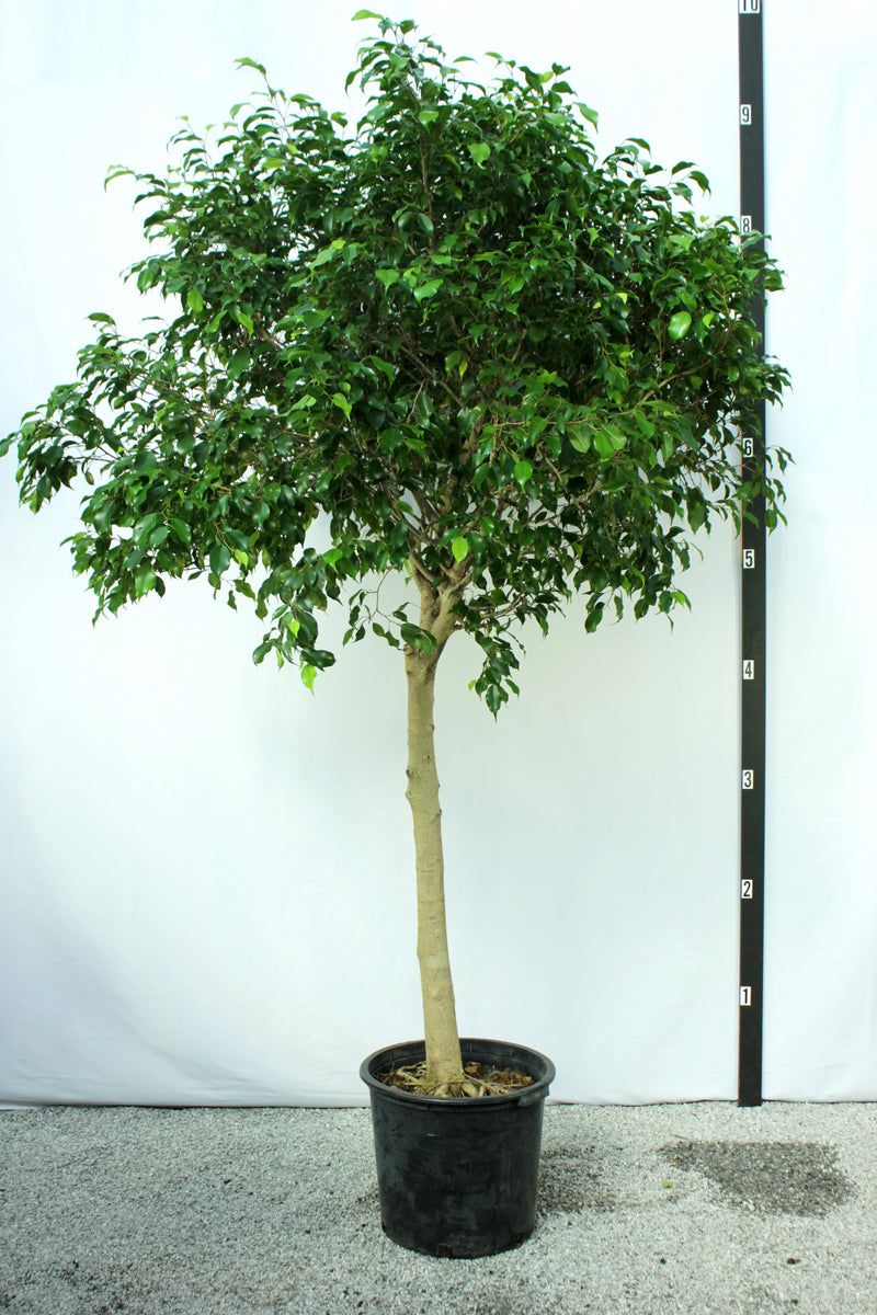 Ficus Tree