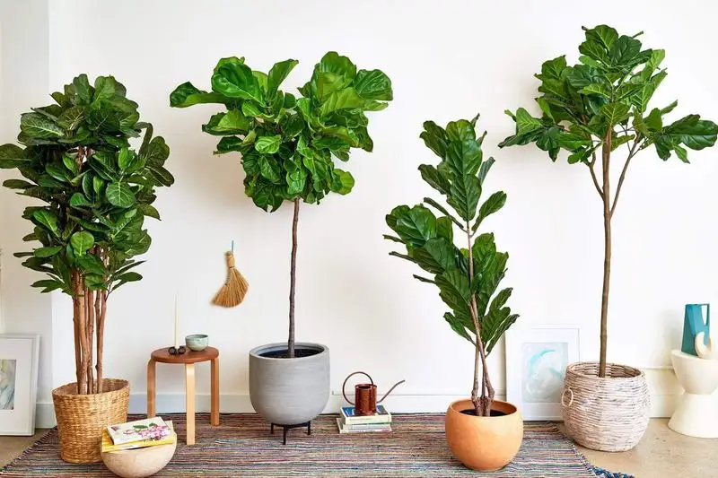 Fiddle Leaf Fig