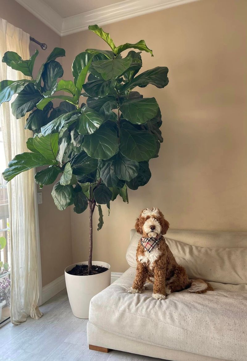 Fiddle Leaf Fig