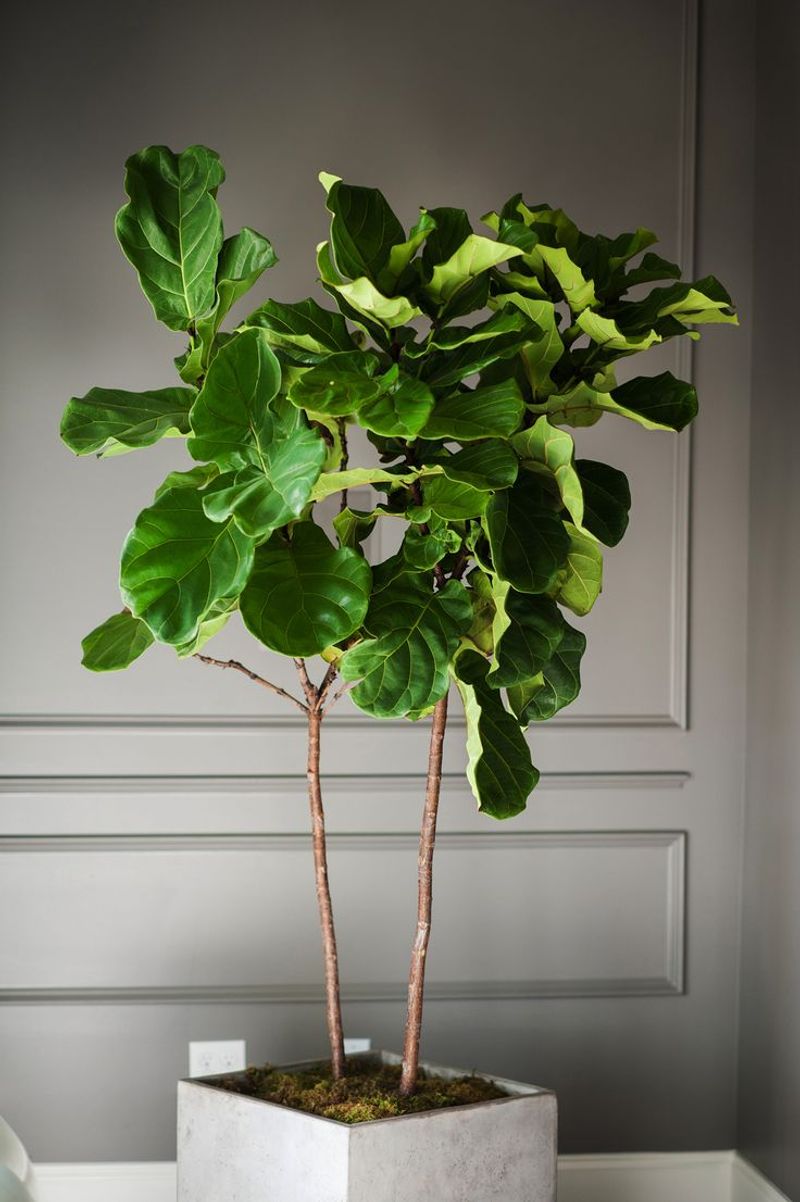 Fiddle Leaf Fig