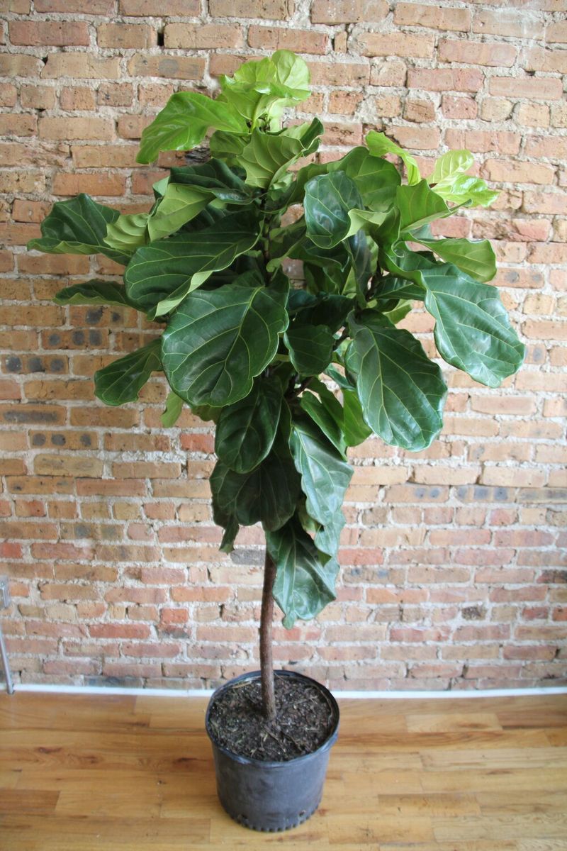 Fiddle Leaf Fig (Ficus lyrata)