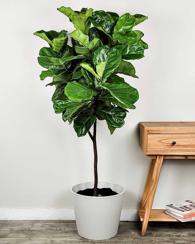 Fiddle Leaf Fig (Ficus lyrata)