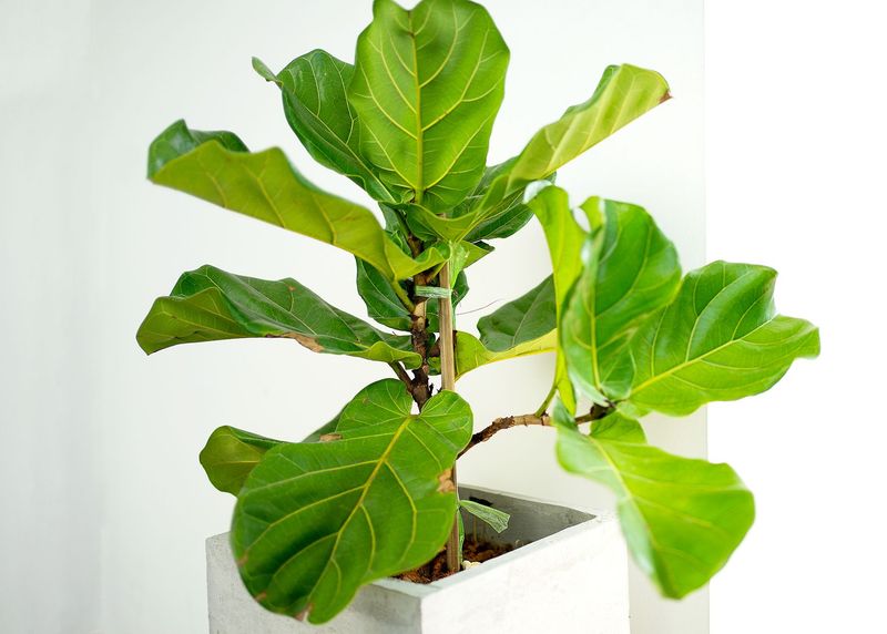 Fiddle Leaf Fig