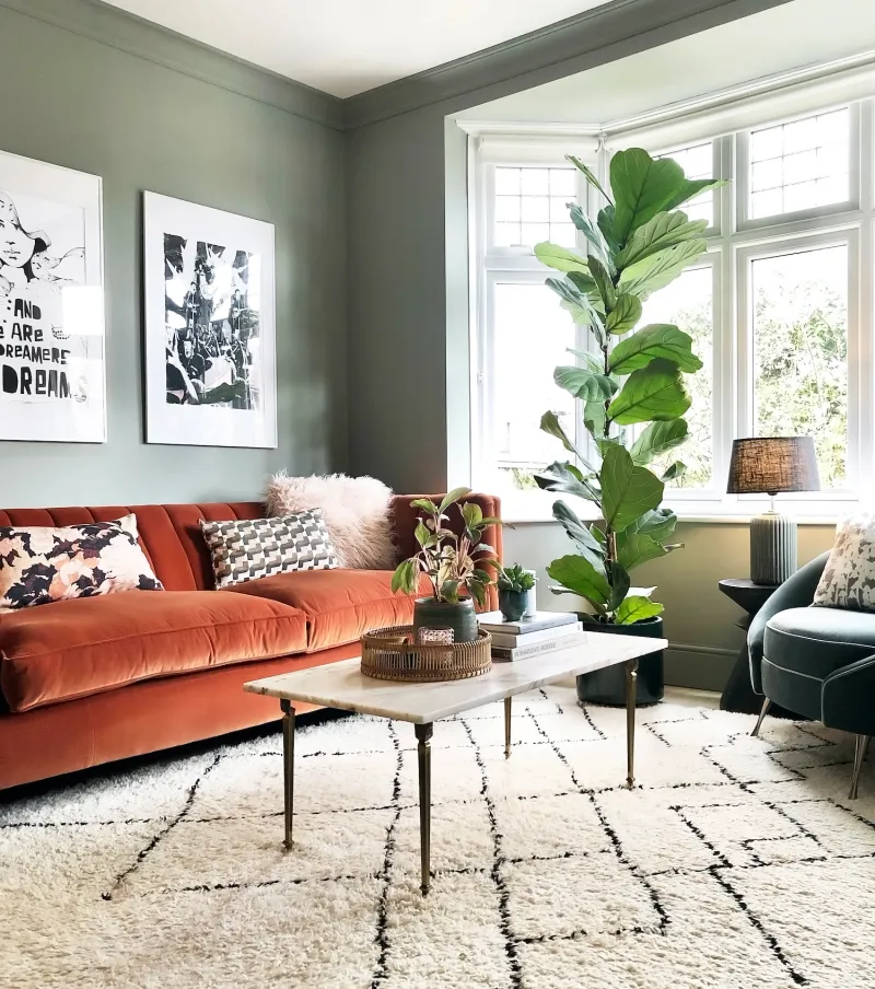 Fiddle Leaf Fig