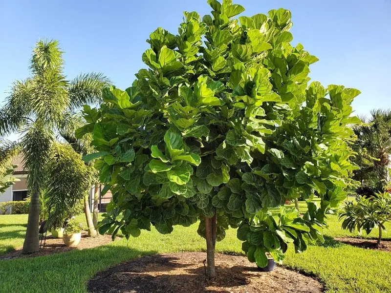 Fiddleleaf Fig