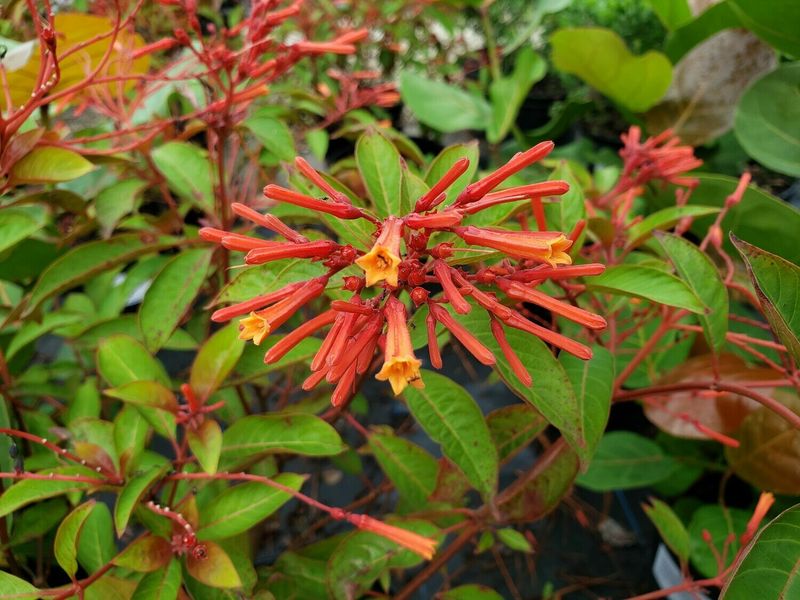 Firebush