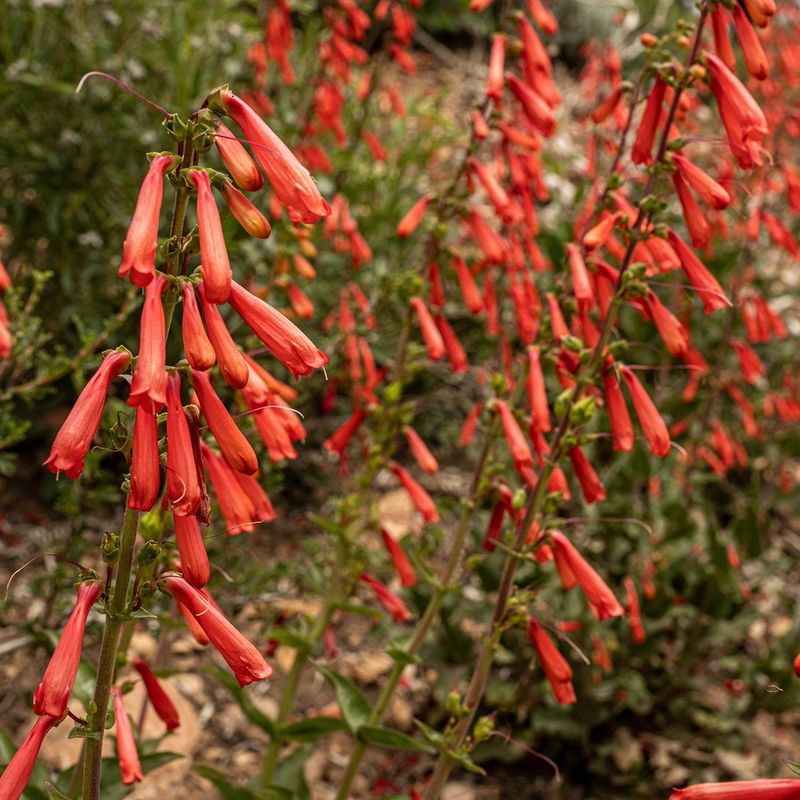 Firecracker Penstemon