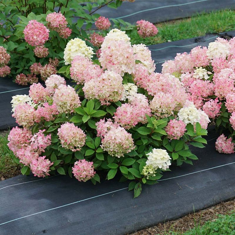 Firelight Tidbit Hydrangea