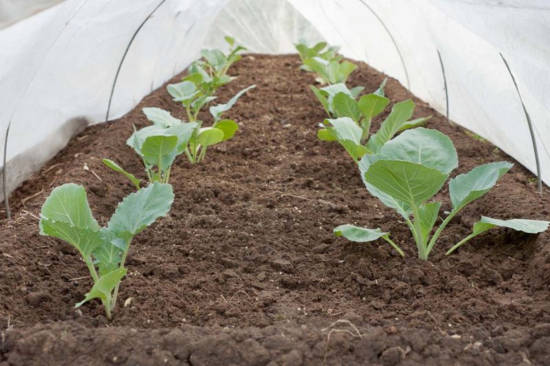 Floating Row Covers Against Frost