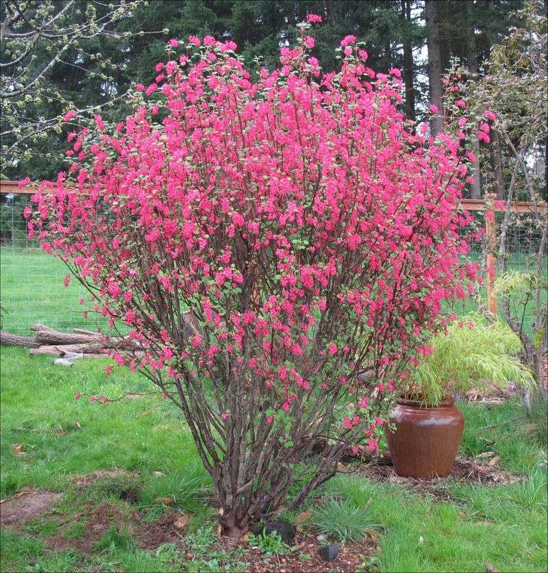 Flowering Currant